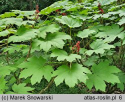 Acer argutum (klon ostroząbkowy)