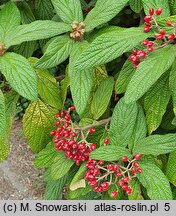 Viburnum rhytidophyllum (kalina sztywnolistna)