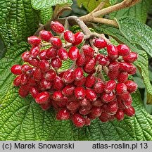 Viburnum rhytidophyllum (kalina sztywnolistna)