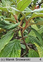 Viburnum rhytidophyllum (kalina sztywnolistna)