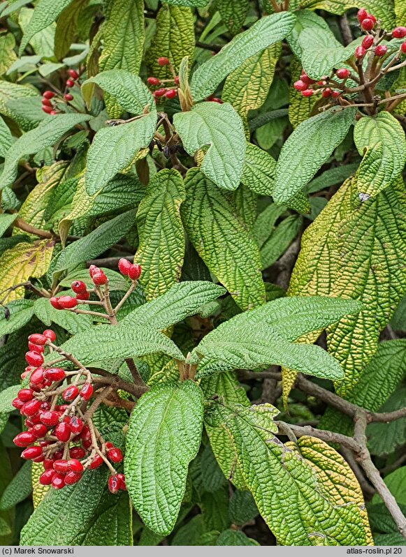 Viburnum rhytidophyllum (kalina sztywnolistna)