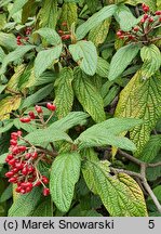 Viburnum rhytidophyllum (kalina sztywnolistna)