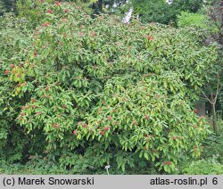 Viburnum rhytidophyllum (kalina sztywnolistna)