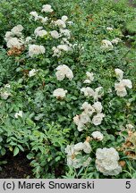 Rosa hort. White Rose