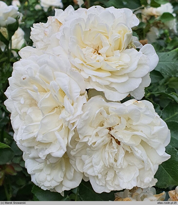 Rosa hort. White Rose