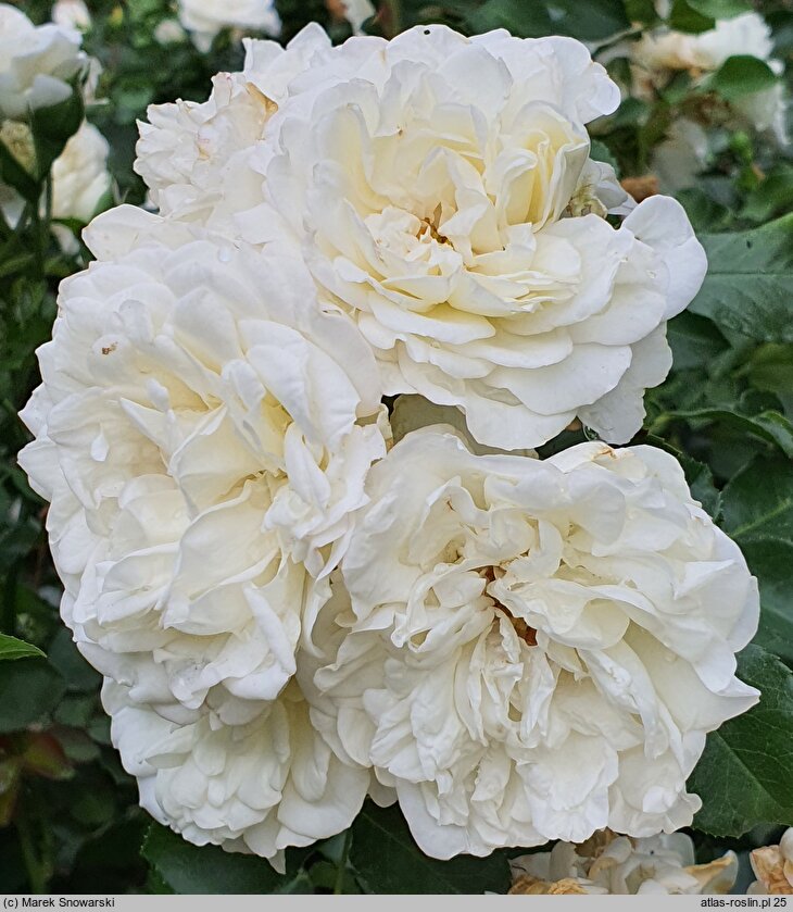 Rosa White Rose