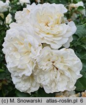 Rosa hort. White Rose