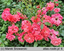 Rosa hort. Kormuse