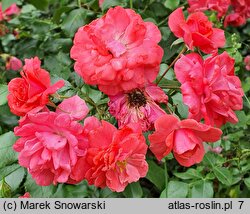 Rosa hort. Kormuse