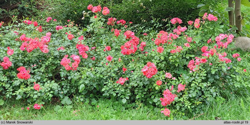 Rosa hort. Kormuse