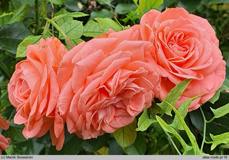 Rosa hort. Tip-Top