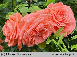Rosa hort. Tip-Top