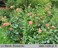 Rosa hort. Tip-Top