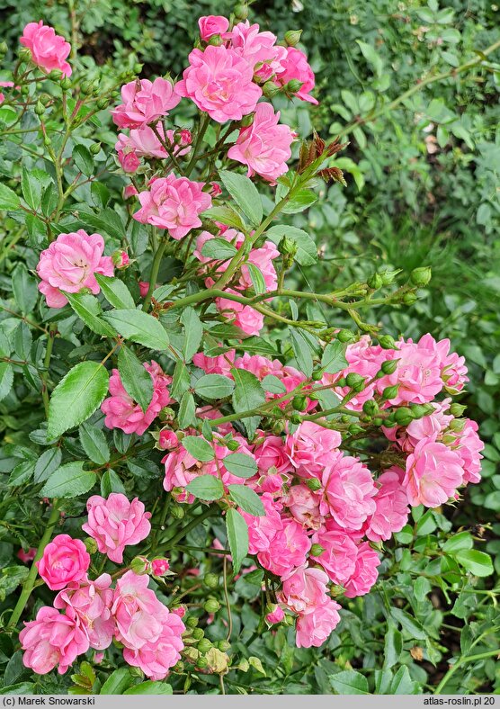 Rosa hort. Pink Fairy