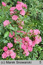 Rosa hort. Pink Fairy