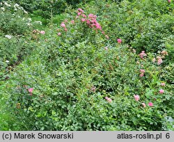 Rosa hort. Pink Fairy