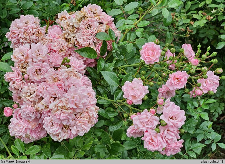 Rosa hort. The Fairy