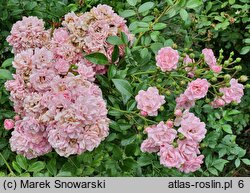 Rosa hort. The Fairy