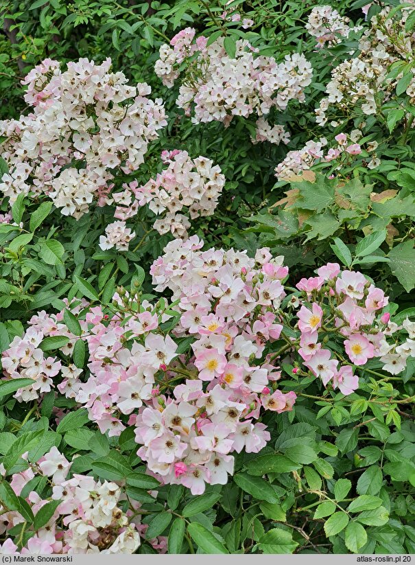 Rosa hort. Ballerina