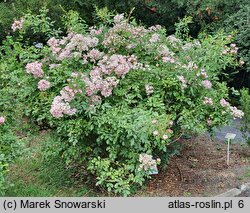 Rosa hort. Ballerina