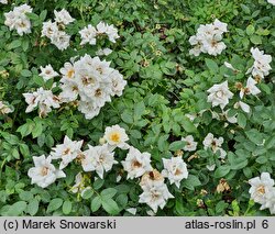 Rosa hort. White The Fairy