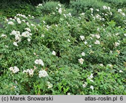 Rosa hort. White The Fairy