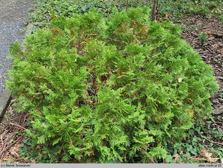 Thuja occidentalis Danica