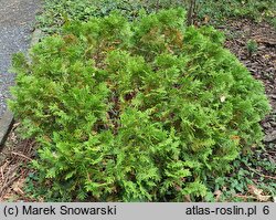 Thuja occidentalis Danica