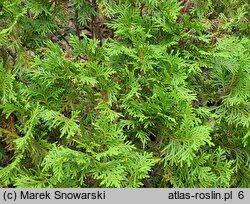 Thuja occidentalis Danica