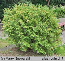 Thuja occidentalis Globosa