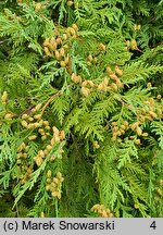 Thuja occidentalis Globosa