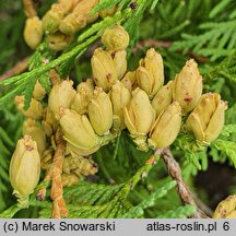 Thuja occidentalis Globosa