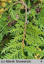 Thuja occidentalis Globosa