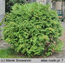 Thuja occidentalis Globosa