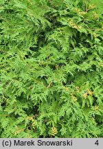 Thuja occidentalis Globosa