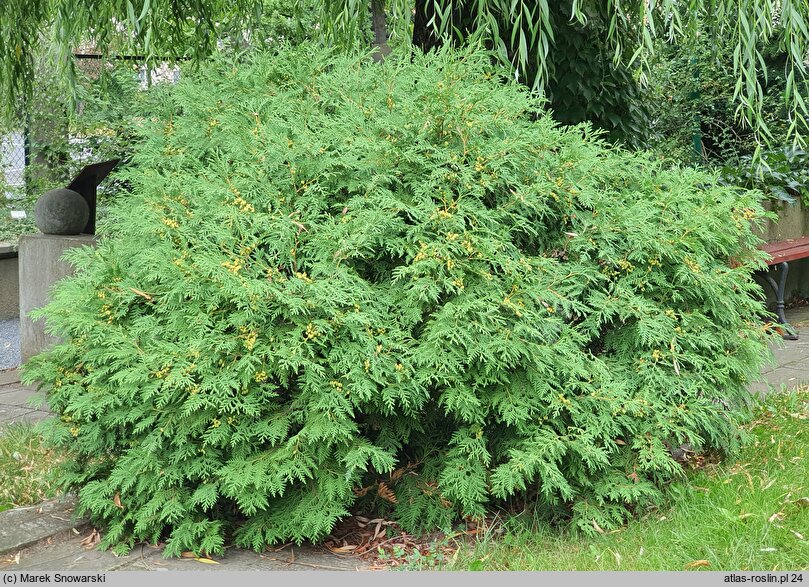 Thuja occidentalis Globosa