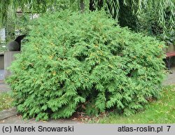 Thuja occidentalis Globosa