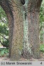 Quercus cerris (dąb burgundzki)