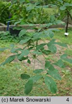 +Laburnocytisus adamii (laburnocytisus Adama)