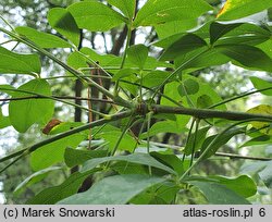 +Laburnocytisus adamii (laburnocytisus Adama)