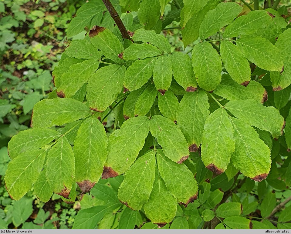 Staphylea trifolia (kłokoczka trójlistna)