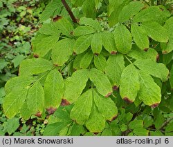 Staphylea trifolia (kłokoczka trójlistna)