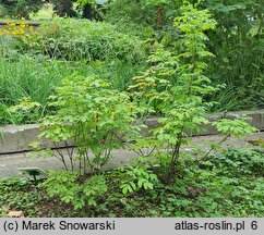 Staphylea trifolia (kłokoczka trójlistna)