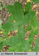 Laburnum anagyroides (złotokap pospolity)