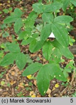 Laburnum anagyroides (złotokap pospolity)