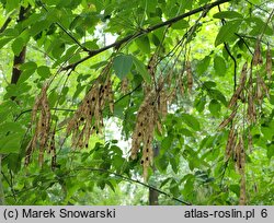 Laburnum anagyroides (złotokap pospolity)