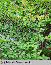 Spiraea nipponica (tawuła nippońska)