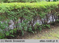 Spiraea nipponica (tawuła nippońska)