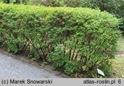 Spiraea nipponica (tawuła nippońska)