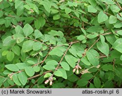 Symphoricarpos orbiculatus (śnieguliczka koralowa)